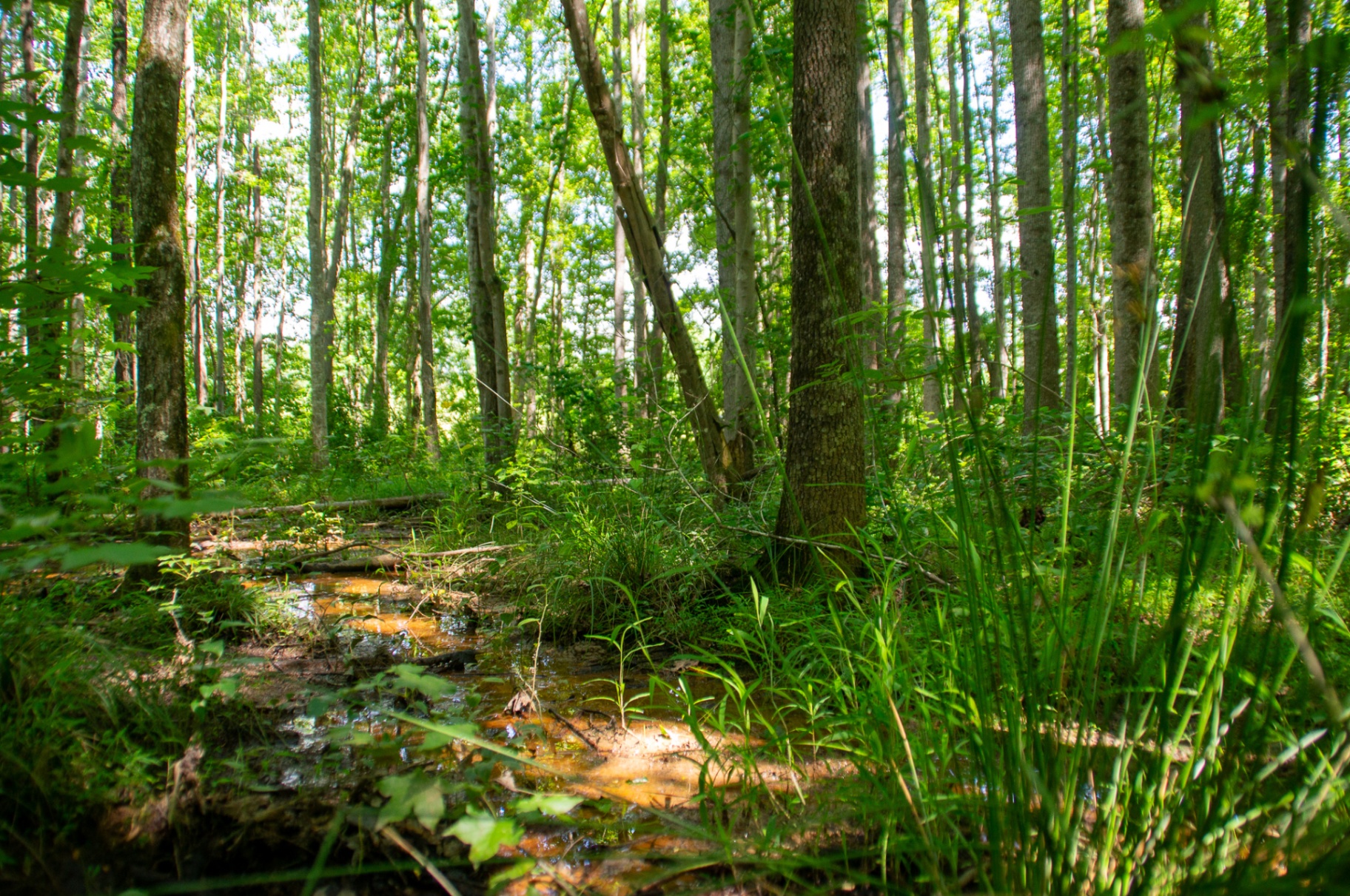 Sunlit hardwood wetland with iron-stained standing water and dense green understory.