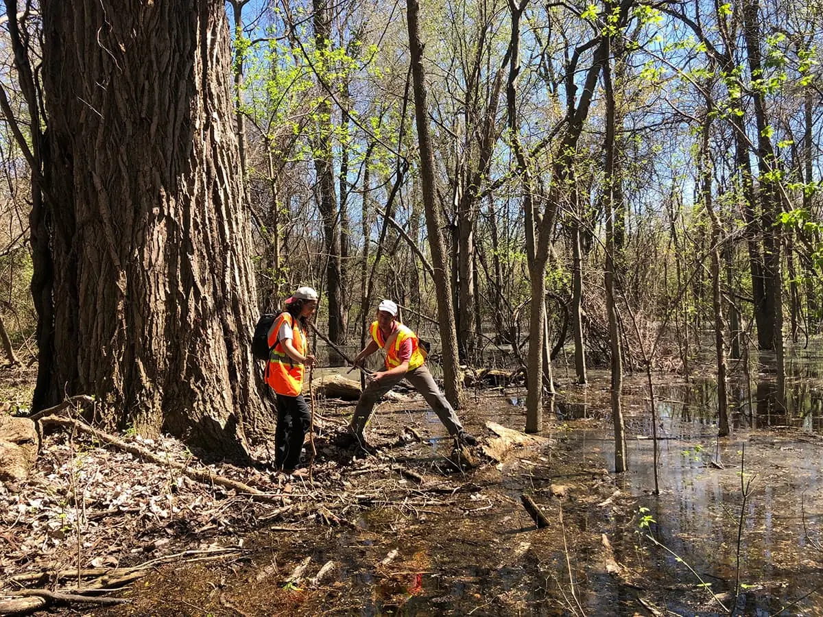 Wetland scientists collecting field data during a delineation survey