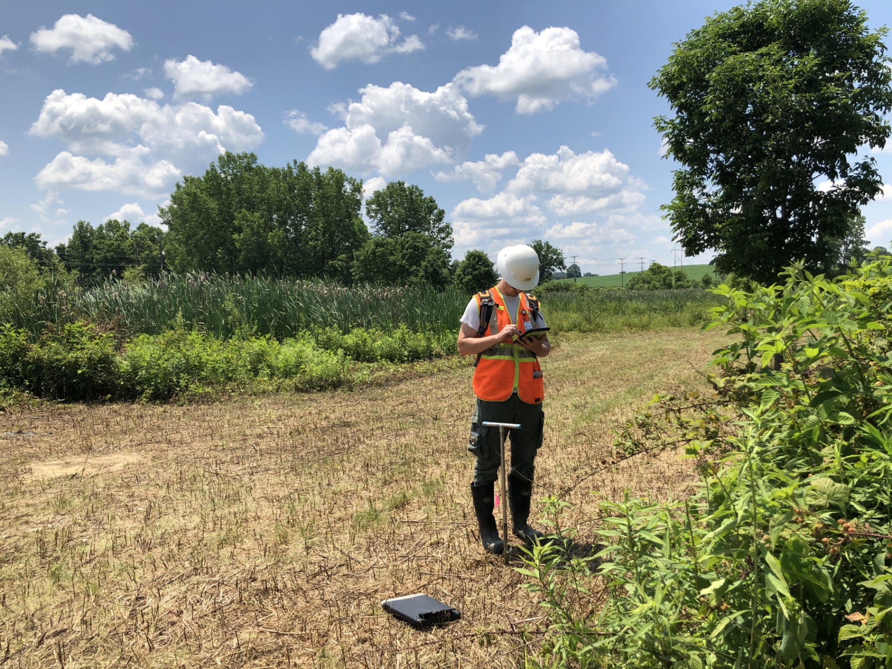 Wetland scientist in safety vest and hard hat using the Ecobot app next to a soil probe driven into the ground at the edge of a cattail marsh