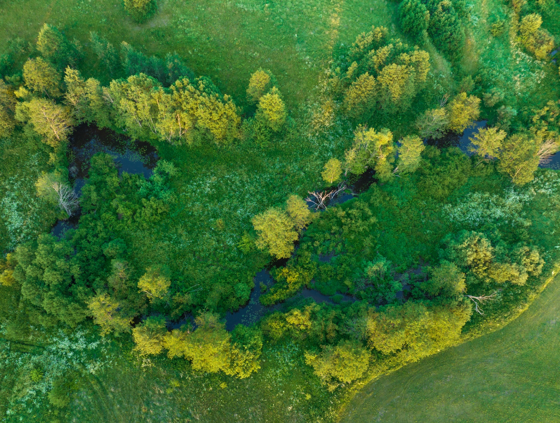 Aerial view of a lush green wetland pocket with open-water channels surrounded by meadow
