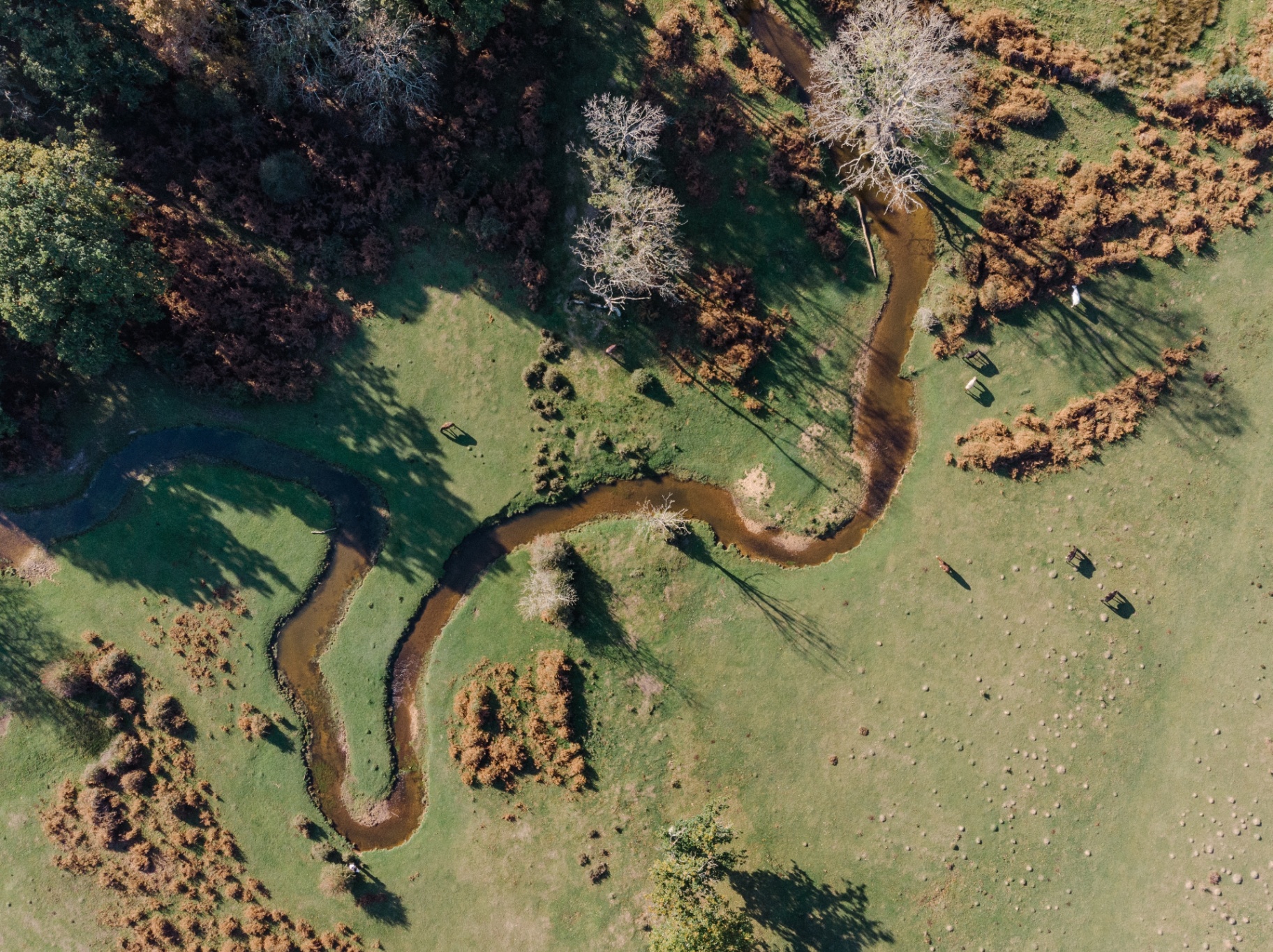 Aerial view of a tightly meandering low-gradient stream through grazed pasture with scattered trees