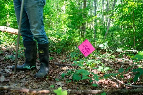 Wetland scientist conducting field delineation in a forested wetland