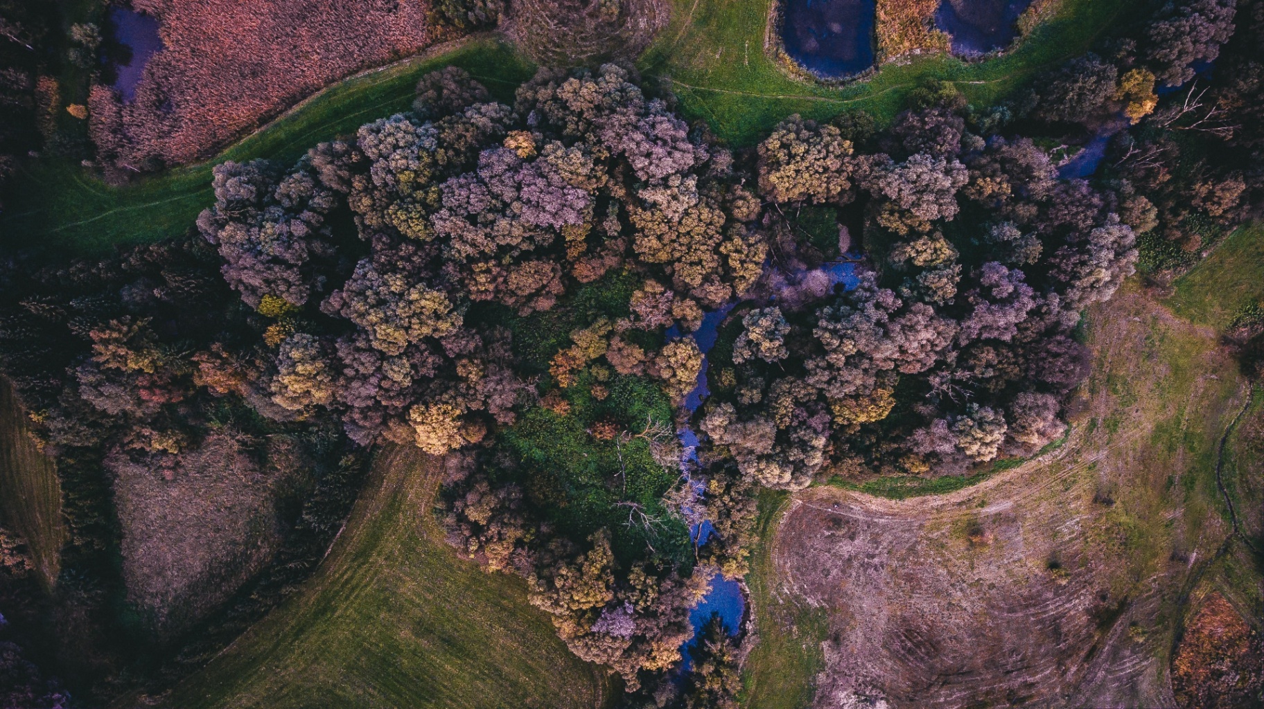 Aerial view at dusk of a wooded riparian corridor with a small stream cutting through pasture and farmland