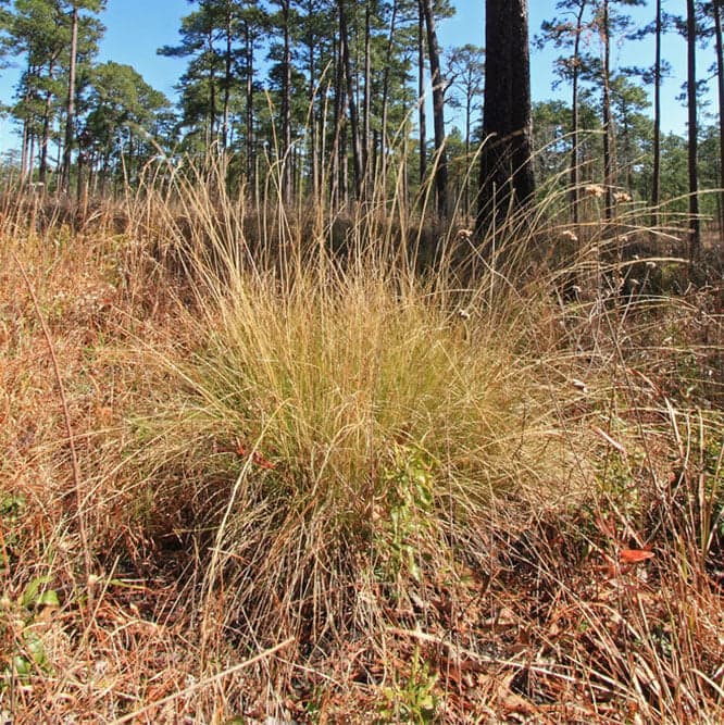 1-NWPL 2018_0007_Aristida palustris