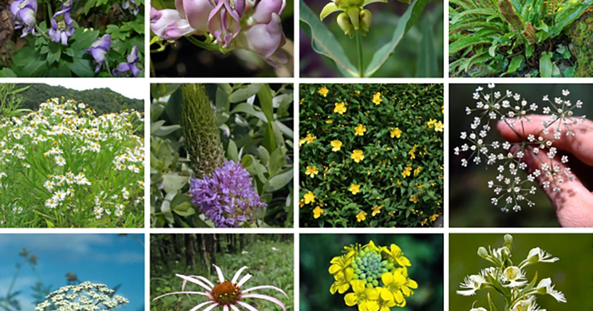 Screenshot of Ecobot updated 2020 National Wetland Plant List database with new species classifications and regional indicators