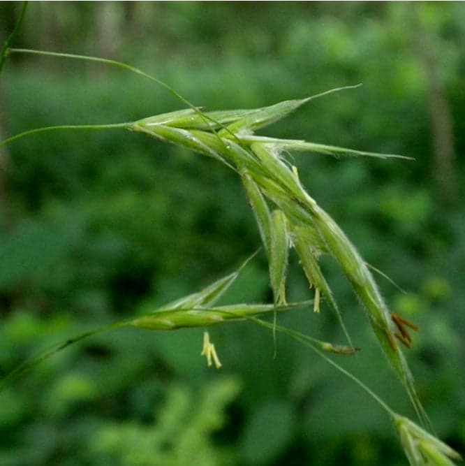 3-NWPL 2018_0000_Bromus nottowayanus