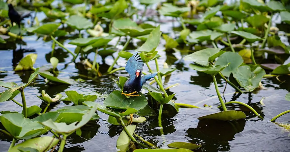 The Only Constant is Change: Upcoming Revisions to the National Wetlands Plant List