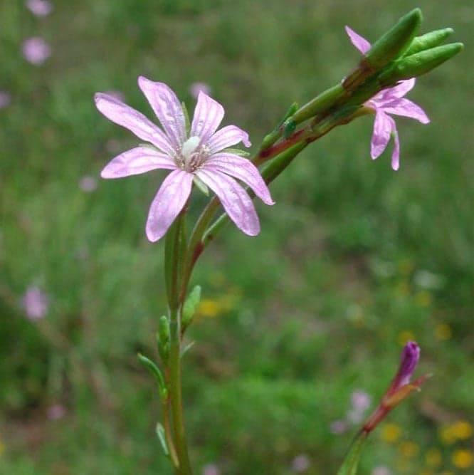 6-NWPL 2018_0003_Epilobium brachycarpum