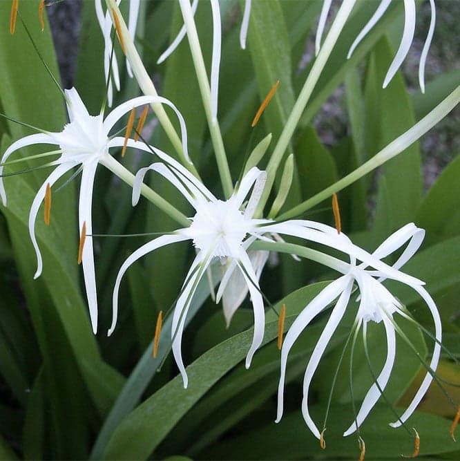 A-NWPL 2018_0009_Hymenocallis latifolia