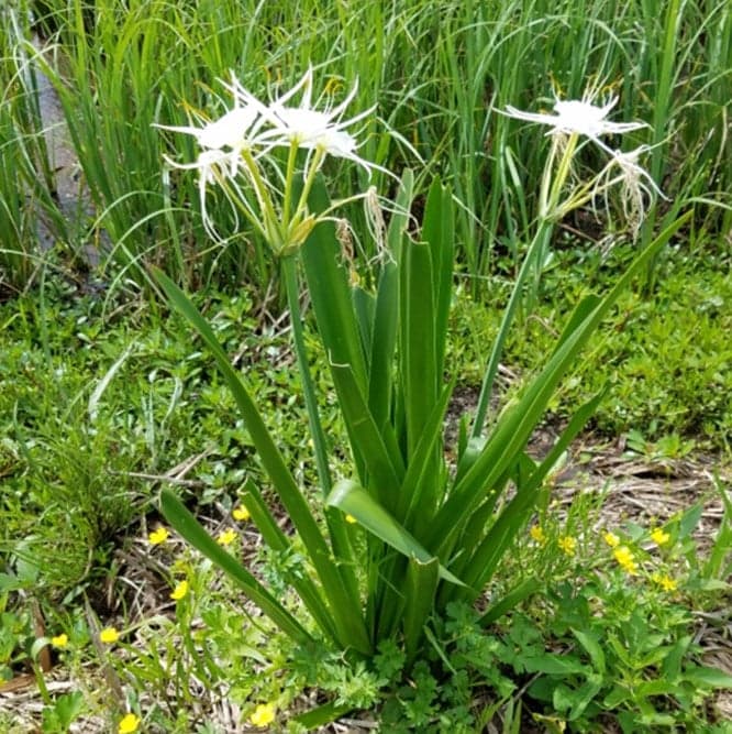 B-NWPL 2018_0008_Hymenocallis occidentalis