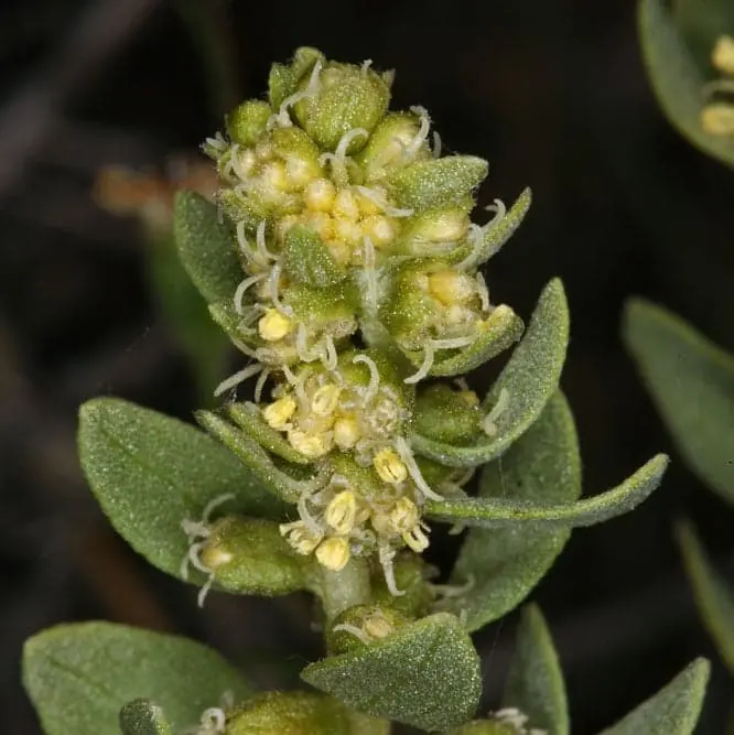C-NWPL 2018_0011_Iva axillaris