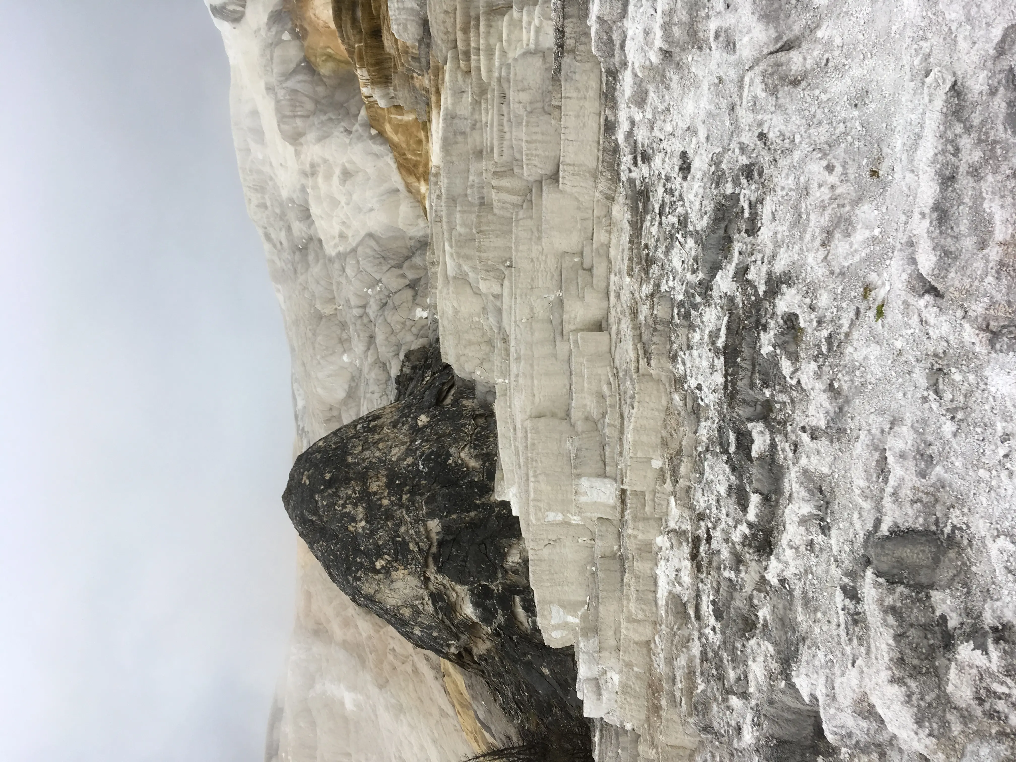 Detail shot demonstrating color contrast between vibrant vegetation and background elements