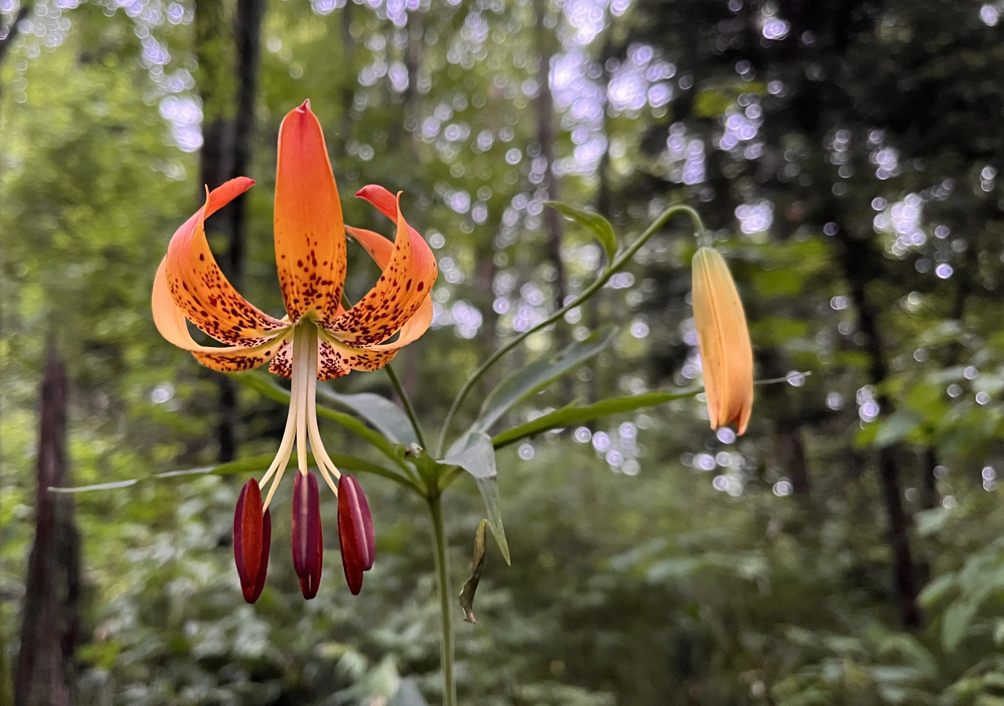 Close-up of hydric soil sample showing characteristic mottling and color indicators photographed under cloudy conditions