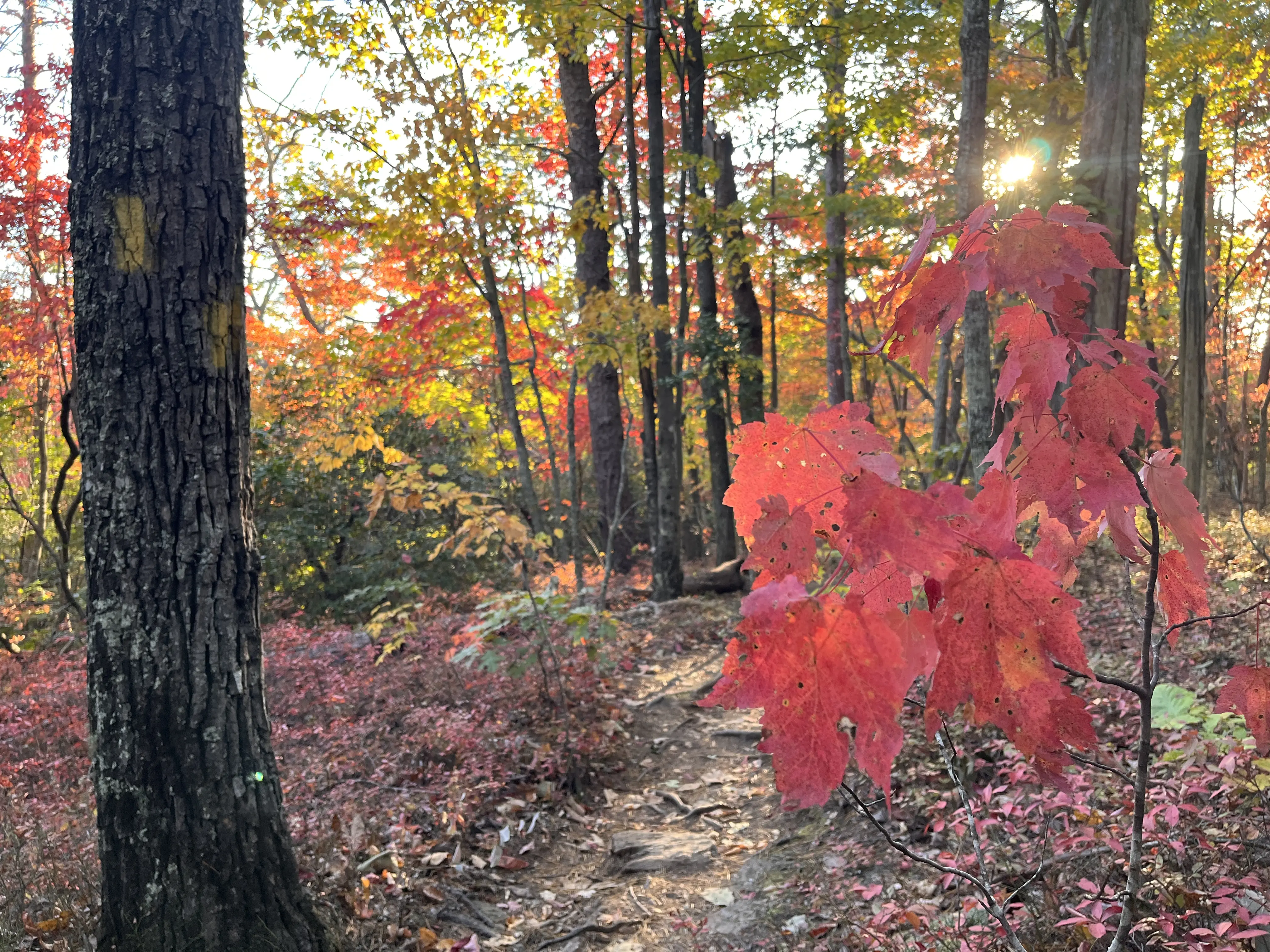 Wide-angle view of wetland vegetation showing diverse plant species and water features during golden hour lighting