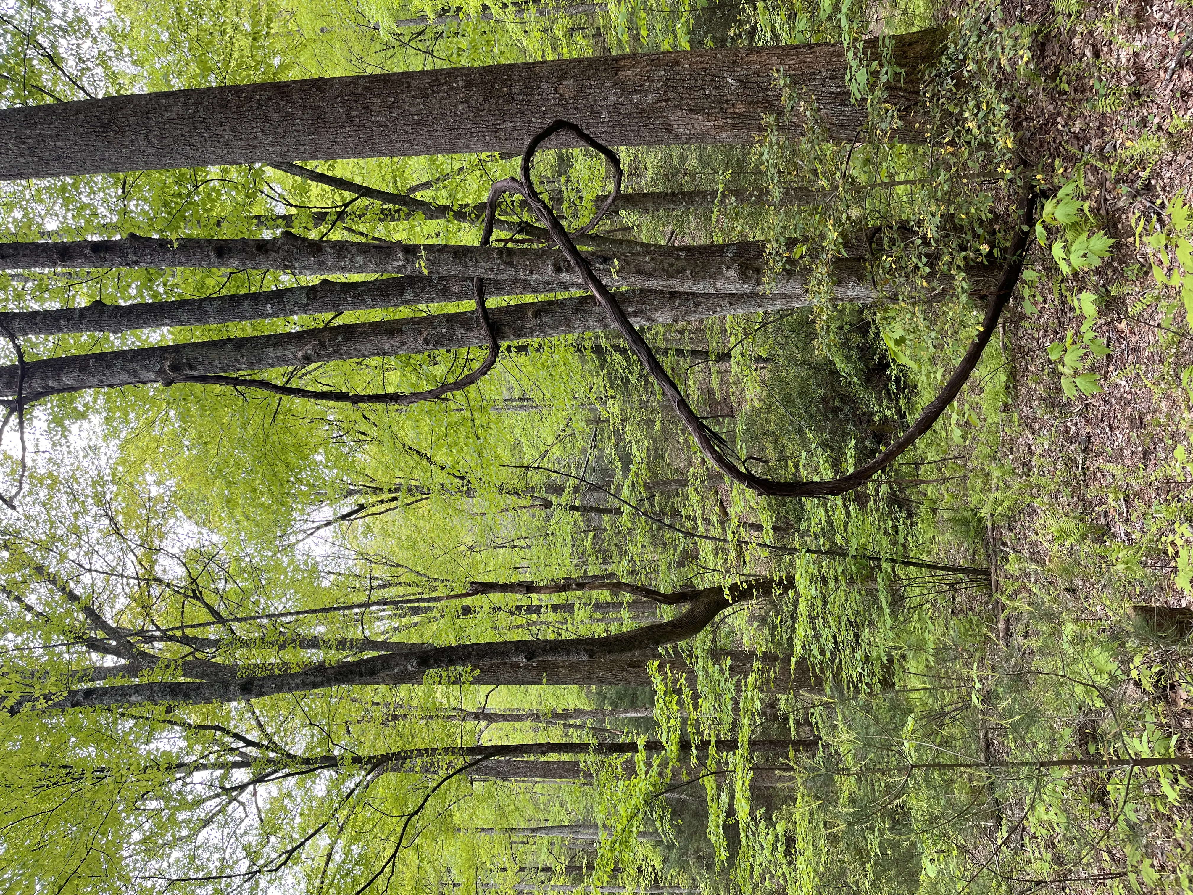 Environmental consultant documenting wetland boundary markers in the field with clear subject focus