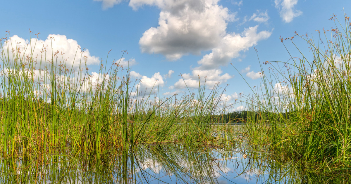 Esri and Ecobot Reduce Wetland Delineation Time by 50 Percent