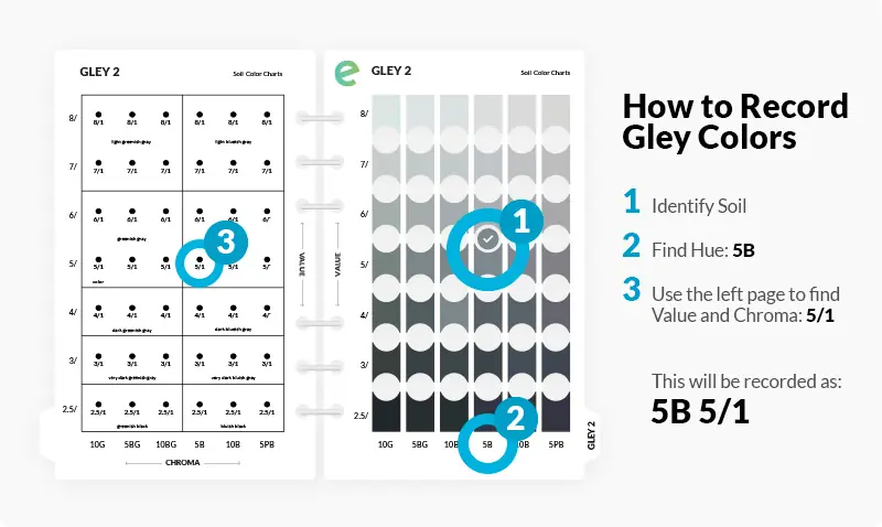 Step-by-step instructional diagram showing how to properly record gley soil colors from Munsell Soil Color Chart pages Gley 1 and Gley 2 for wetland data sheets