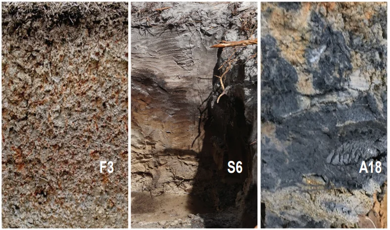 Comparison diagrams of hydric soil profile indicators A18, F3, and S6 showing characteristic features and differences