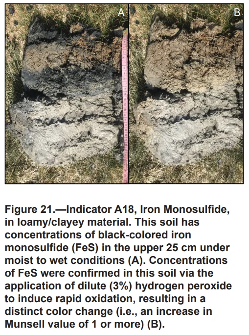 Before and after comparison of soil containing iron monosulfide - showing dark black coloring upon excavation and lighter color after oxidation