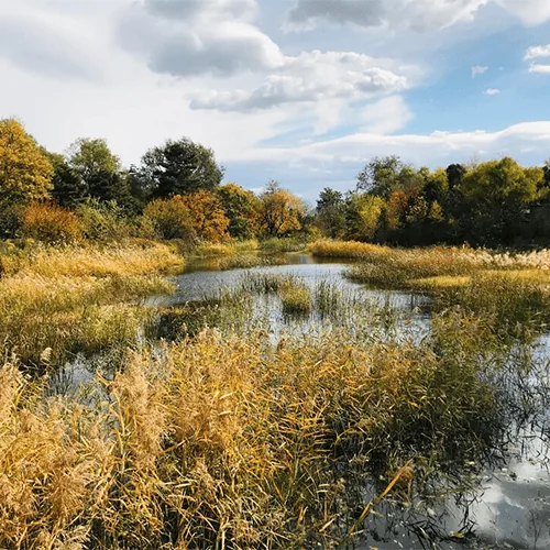 Wetland survey site showing natural vegetation and water features