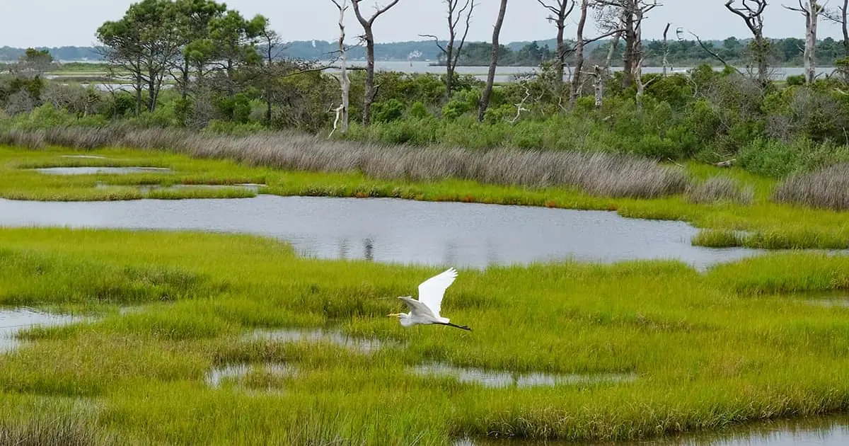 How USFWSs IPaC Streamlines Environmental Review and Permitting