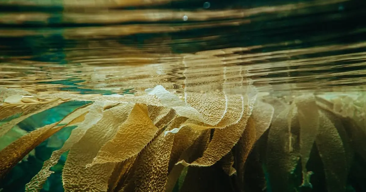 Kelp Forest Monitoring & Remote Sensing